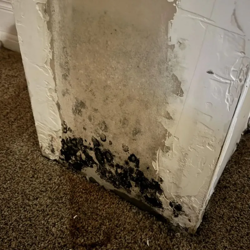 Professional Mold Removal in New Egypt, NJ